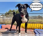 Small #2 Australian Shepherd-Staffordshire Bull Terrier Mix