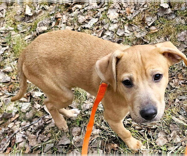 Medium Photo #3 Mutt Puppy For Sale in Shelburne, VT, USA