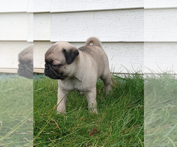 Medium Photo #2 Pug Puppy For Sale in MOUNT SOLON, VA, USA