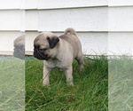 Small #1 Pug