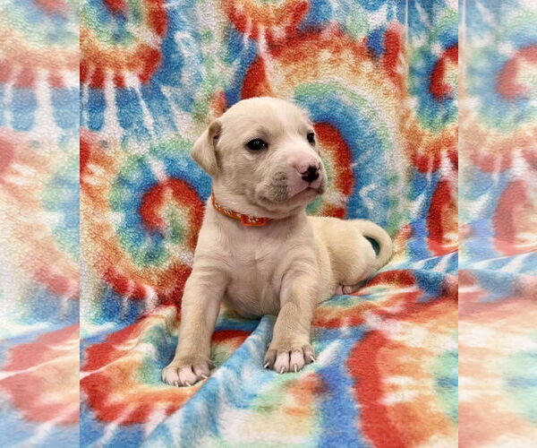 Medium Photo #4 Labrador Retriever-Unknown Mix Puppy For Sale in Duluth, MN, USA