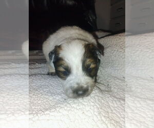 Mutt Dogs for adoption in Polson, MT, USA