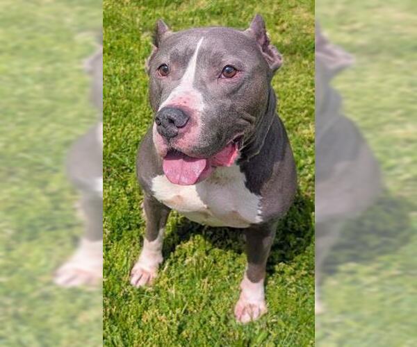 Medium Photo #1 American Staffordshire Terrier-Unknown Mix Puppy For Sale in Akron, OH, USA