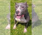 Small American Staffordshire Terrier Mix