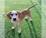 Small English Coonhound Mix