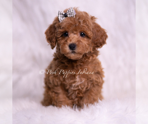 Medium Poodle (Miniature)