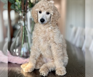 Poodle (Standard) Puppy for sale in MODESTO, CA, USA