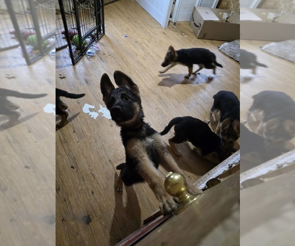 Medium Photo #56 German Shepherd Dog Puppy For Sale in LA FAYETTE, NY, USA