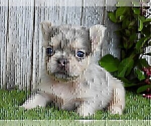 French Bulldog Puppy for sale in WEST PALM BEACH, FL, USA