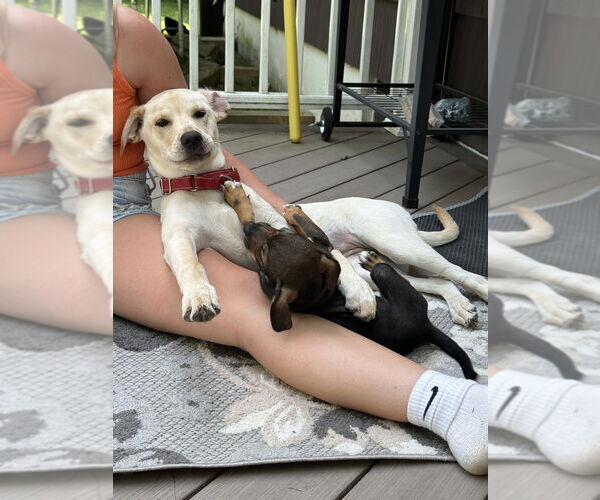 Medium Photo #5 Labbe Puppy For Sale in Brewster, NY, USA