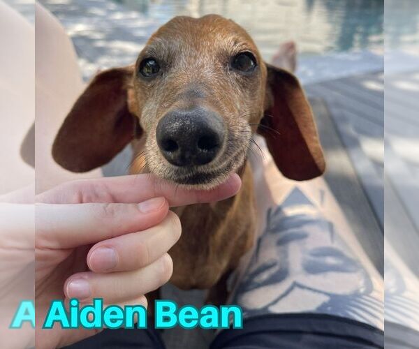 Medium Photo #12 Dachshund Puppy For Sale in San Antonio, TX, USA