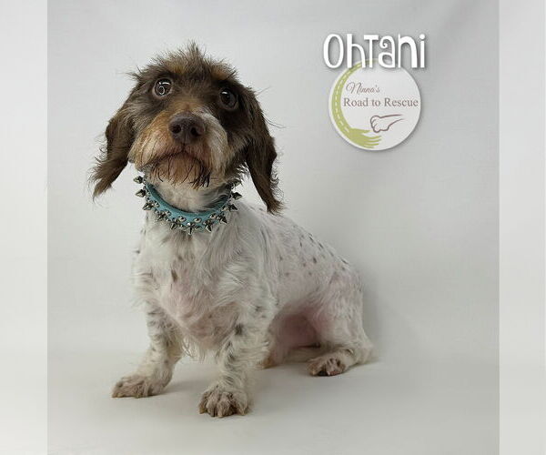 Medium Photo #3 Dachshund-Unknown Mix Puppy For Sale in Benton, LA, USA