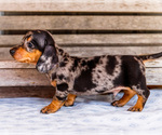 Small #7 Dachshund