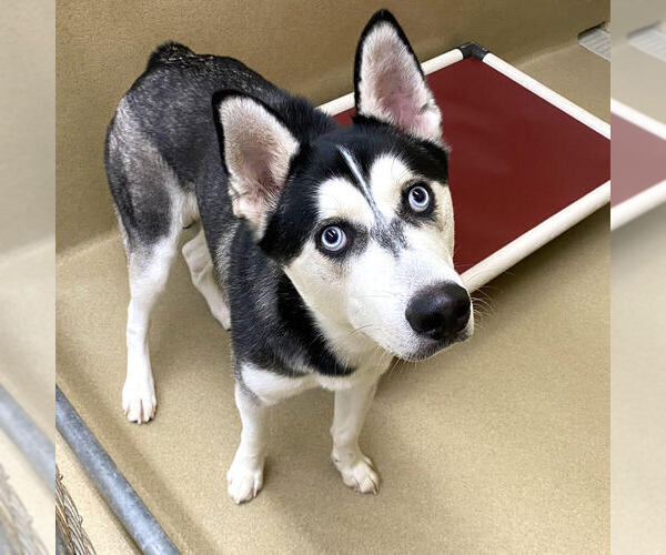Medium Photo #2 Siberian Husky Puppy For Sale in Cumming, GA, USA
