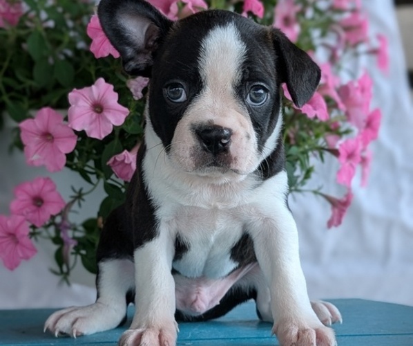 Medium Photo #40 Boston Terrier Puppy For Sale in GOSHEN, IN, USA