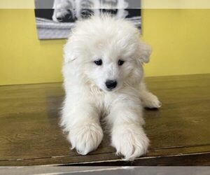 Samoyed Puppy for sale in BURNEY, CA, USA
