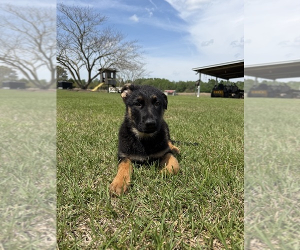 Medium Photo #6 German Shepherd Dog Puppy For Sale in GREENVILLE, NC, USA
