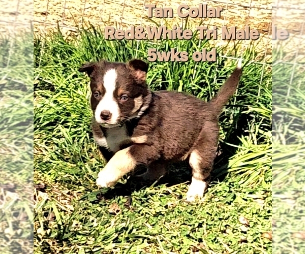 Medium Photo #75 Border Collie Puppy For Sale in BYBEE, TN, USA