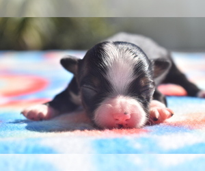 Miniature Australian Shepherd Puppy for sale in PALM COAST, FL, USA