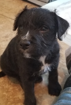 Medium Photo #3 Jack Russell Terrier-Patterdale Terrier Mix Puppy For Sale in BREWSTER, WA, USA