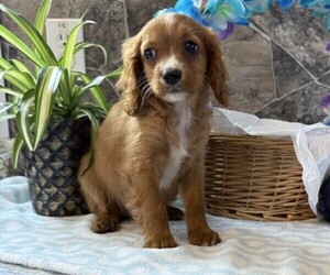Cavapoo Puppy for sale in THORP, WI, USA
