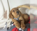 Small #4 Golden Retriever