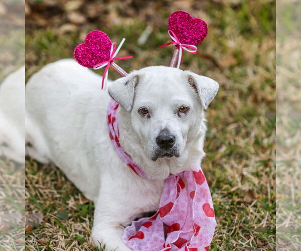 Medium Photo #4 Labrador Retriever-Unknown Mix Puppy For Sale in  Gainesville, FL, USA