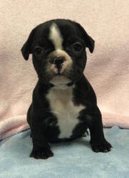 French Bulldog Puppy for sale in CHARLESTON, SC, USA