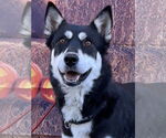 Small #9 Huskies  Mix