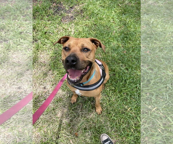 Medium Photo #10 Black Mouth Cur-Unknown Mix Puppy For Sale in Sanford, FL, USA
