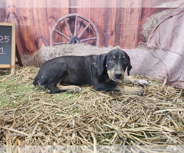 Medium Photo #4 Catahoula Leopard Dog Puppy For Sale in CUMBY, TX, USA