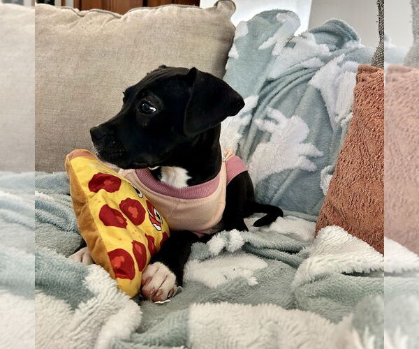 Medium Photo #8 Mutt Puppy For Sale in Mooresville, NC, USA