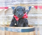 Small Photo #5 Aussiedoodle Puppy For Sale in LEXINGTON, AL, USA