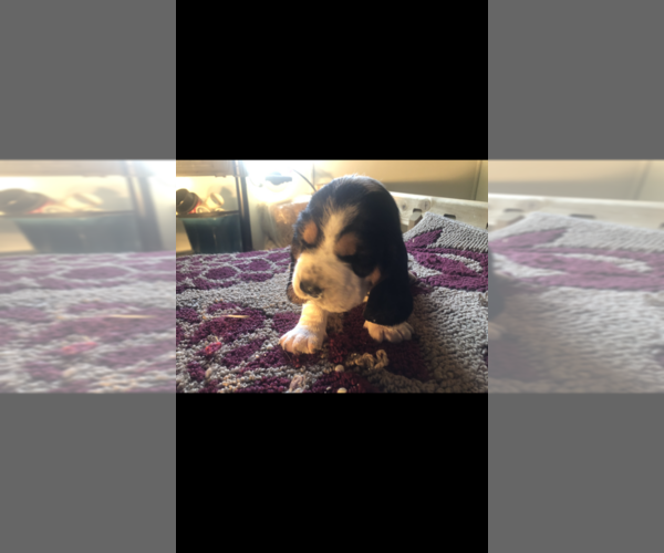 Medium Photo #4 Basset Hound Puppy For Sale in DALTON, GA, USA