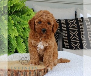 Goldendoodle (Miniature) Puppy for sale in EPHRATA, PA, USA