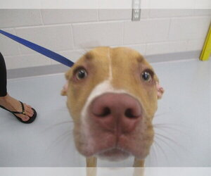 Staffordshire Bull Terrier Dogs for adoption in Ocala, FL, USA