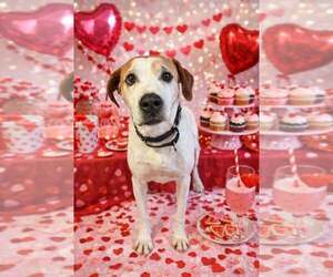 Coonhound Mix Dog for Adoption in Springdale, Pennsylvania USA