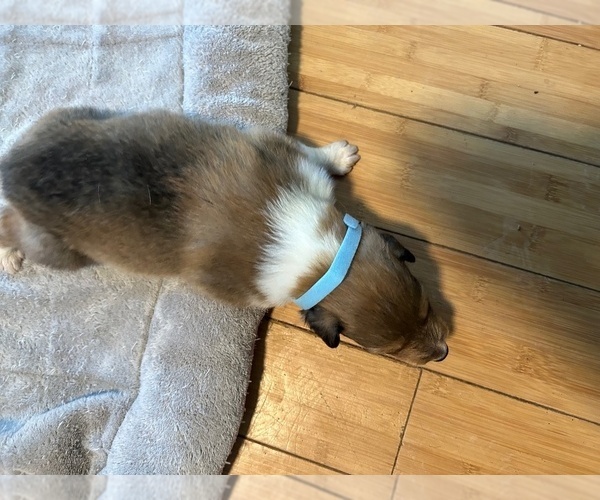 Medium Photo #4 Collie Puppy For Sale in HIGH POINT, NC, USA