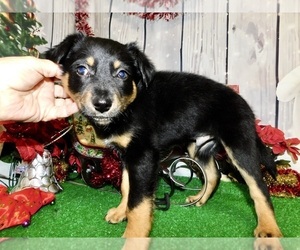 German Shepherd Dog Puppy for sale in HAMMOND, IN, USA