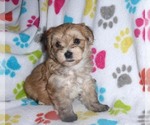 Small Photo #9 Morkie Puppy For Sale in ORO VALLEY, AZ, USA