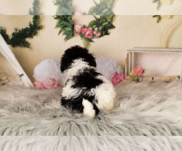 Medium Photo #10 Zuchon Puppy For Sale in WARSAW, IN, USA