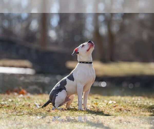 Medium Photo #23 American Pit Bull Terrier-Unknown Mix Puppy For Sale in Germantown, OH, USA
