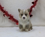 Puppy Roxy Pembroke Welsh Corgi