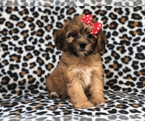 Shih-Poo Puppy for sale in LAKELAND, FL, USA