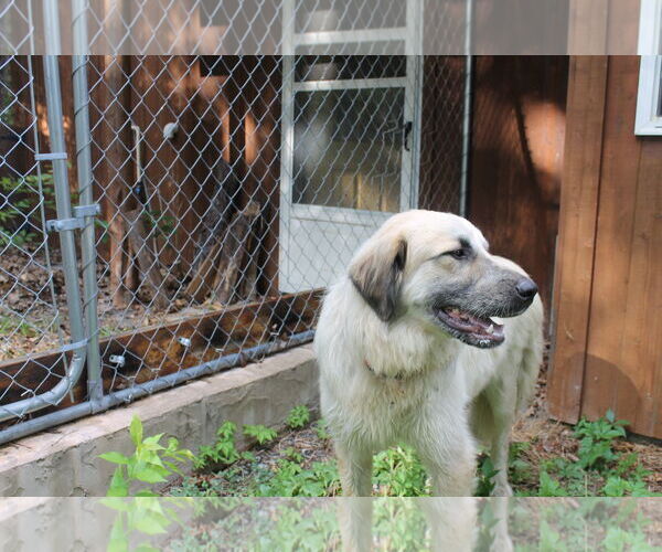 Medium Photo #4 Anatolian Shepherd Puppy For Sale in Westminster, MD, USA