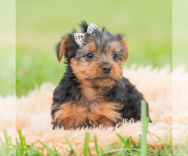 Medium Photo #37 Yorkshire Terrier Puppy For Sale in WARSAW, IN, USA