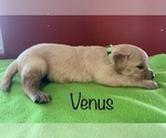 Small Photo #5 Golden Retriever Puppy For Sale in DEARBORN, MO, USA