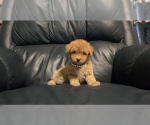 Poodle (Toy) Puppy for sale in CAMPBELLSVILLE, KY, USA