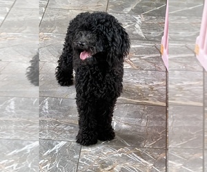 Poodle (Miniature) Puppy for sale in PLANO, TX, USA