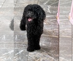 Small Photo #1 Poodle (Miniature) Puppy For Sale in PLANO, TX, USA